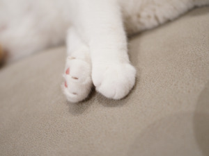 at.home寵物布梳化、防抓布梳化、貓抓布梳化優點與功能，面料耐用、耐磨、防潑水，污漬亦容易打理，不易黏寵物毛。寵物梳化推介與介紹。at.home為寵物布梳化專家